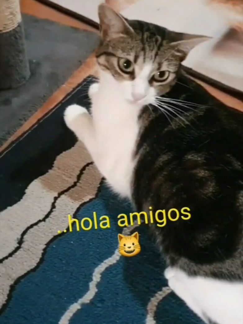 @nikii