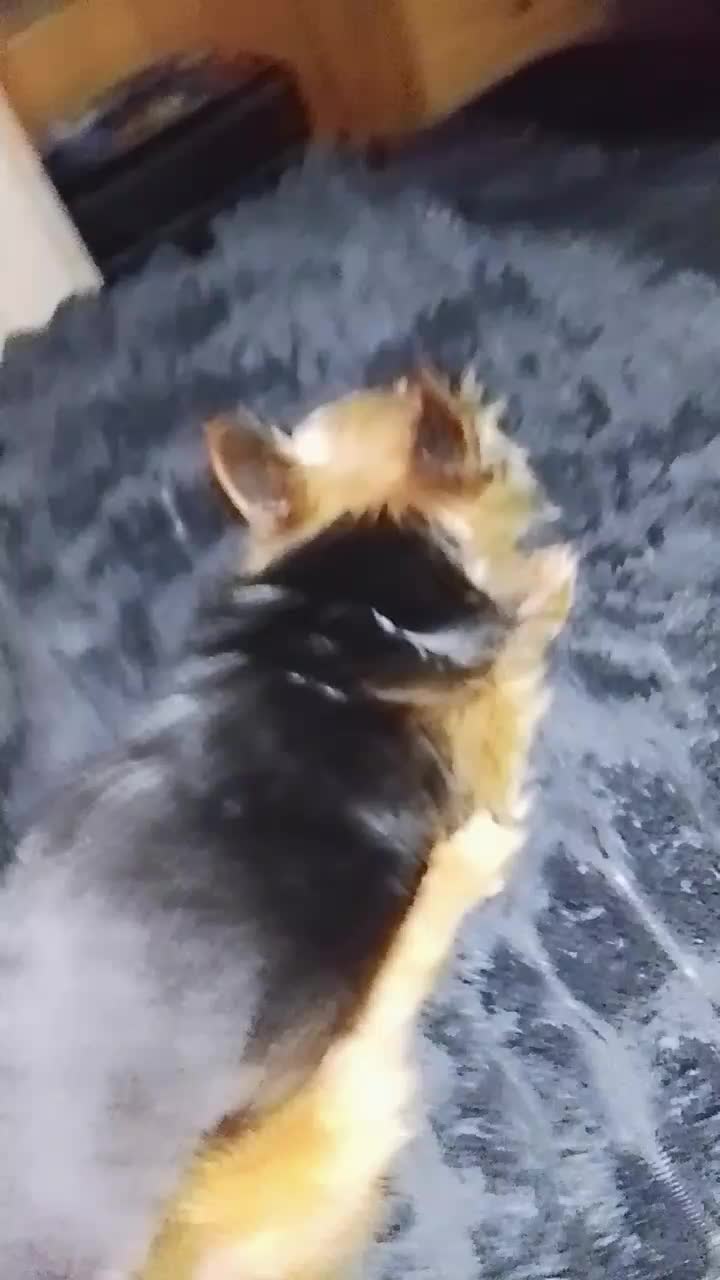 @petfamily4