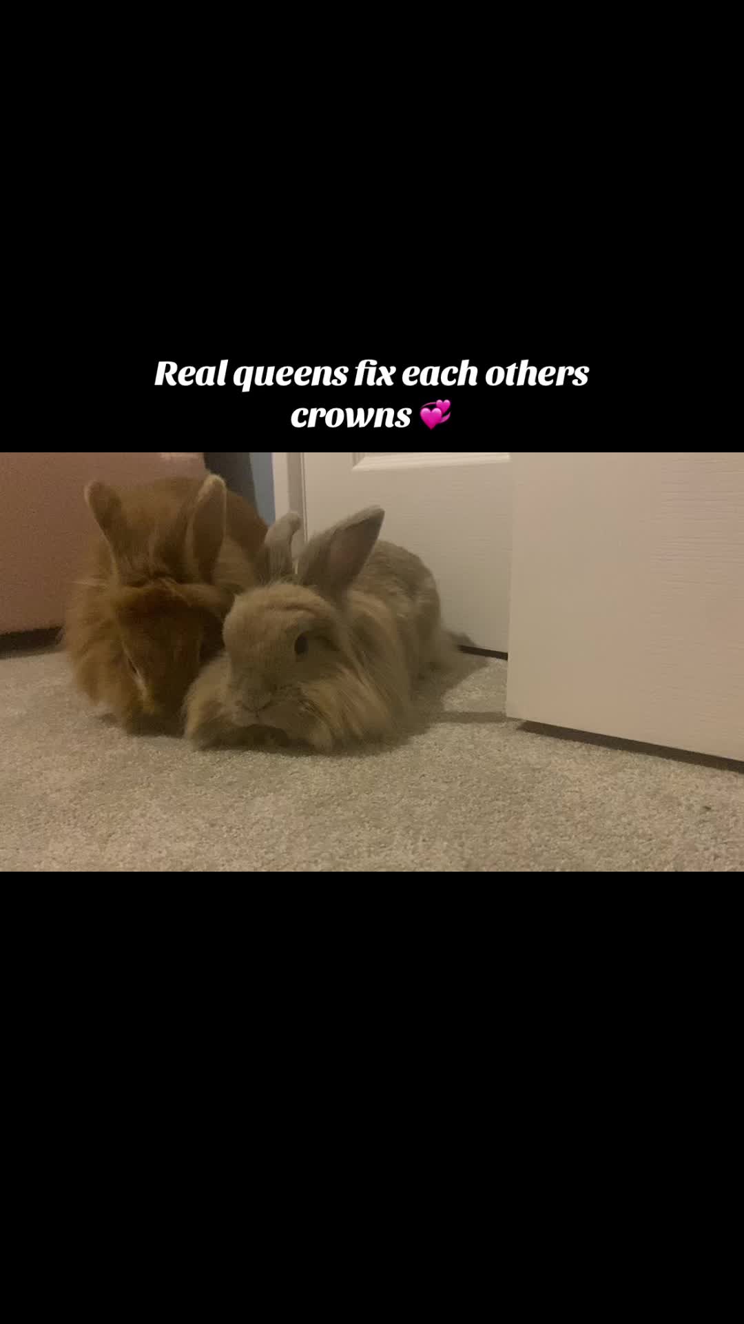 @Marmite🪽Toastie, Nala ♡