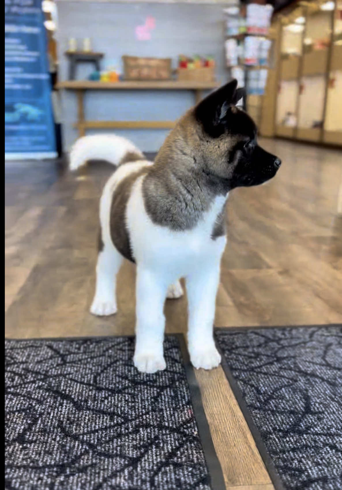 @Petland Iowa City