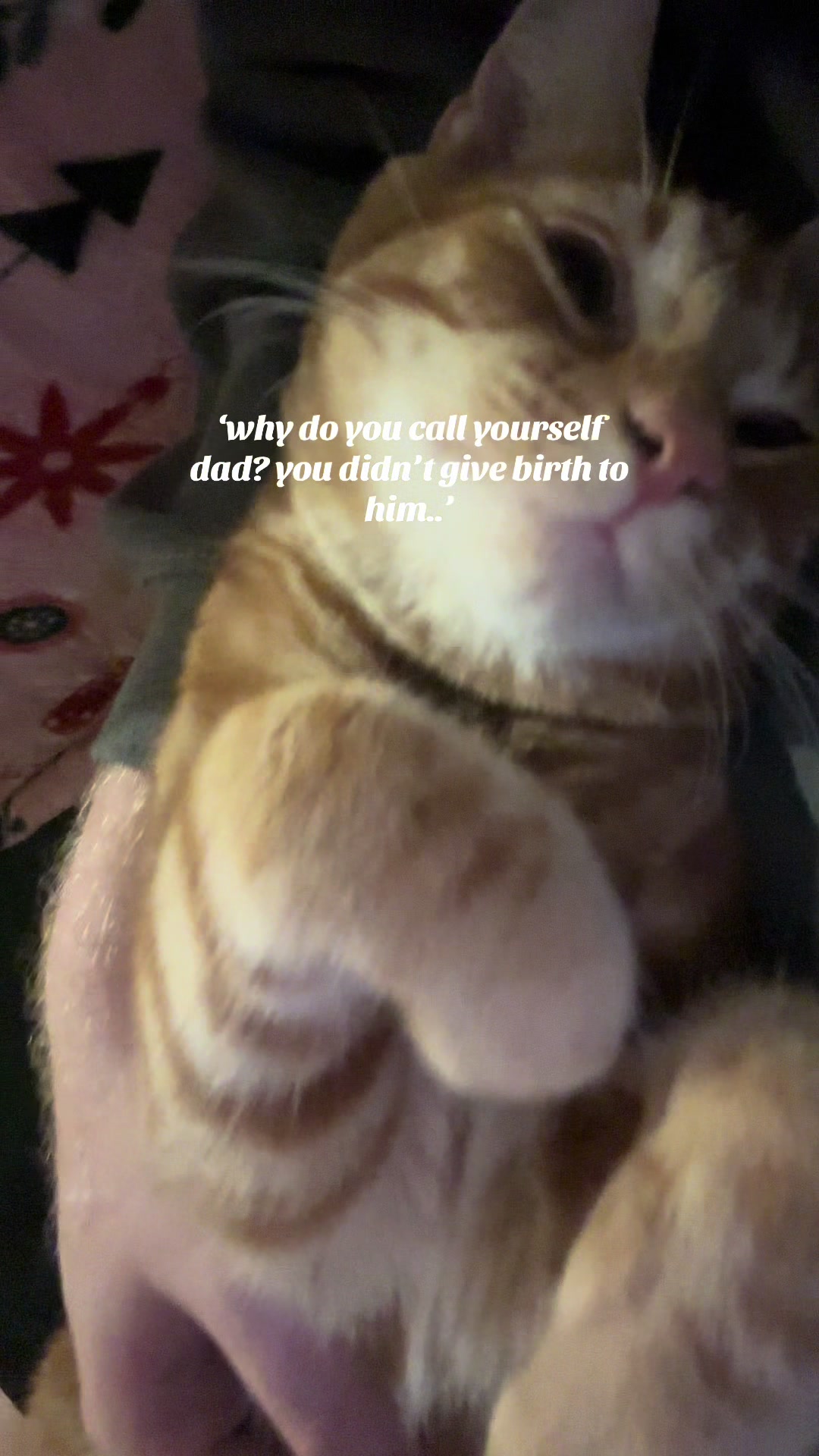 @Nacho&Bagel 🐈🐆