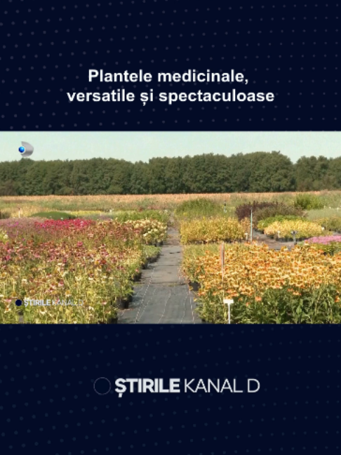 @Stirile Kanal D