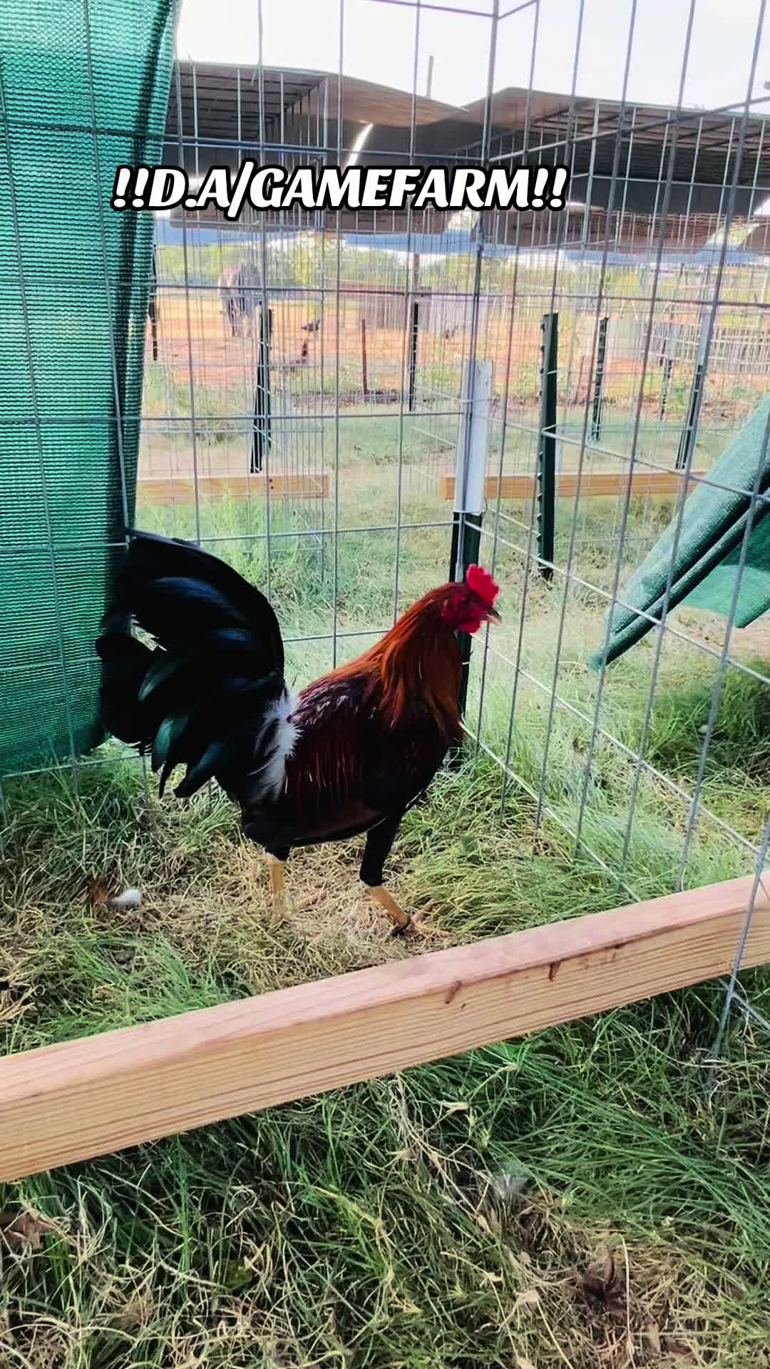 @DAgamefarm