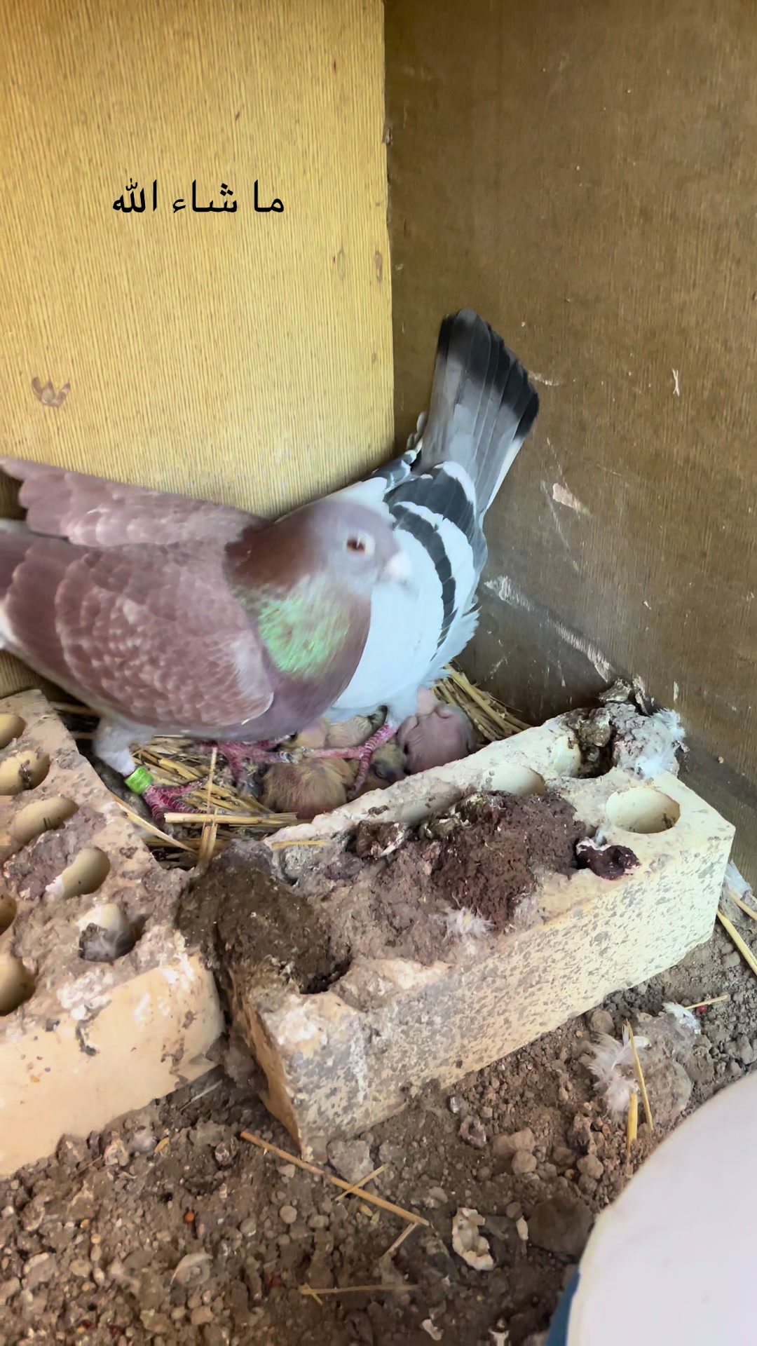 @عبسي