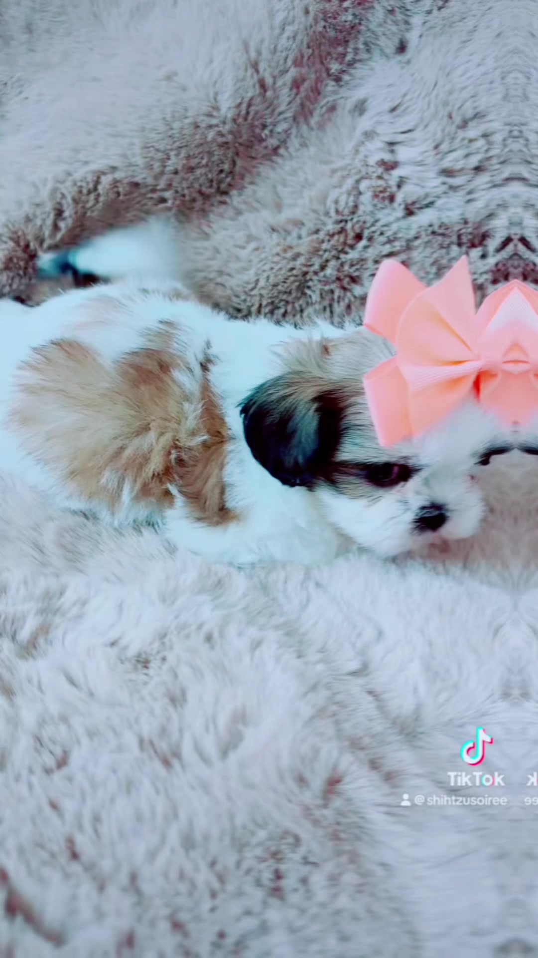 @SHIHTZU SOIRÉE