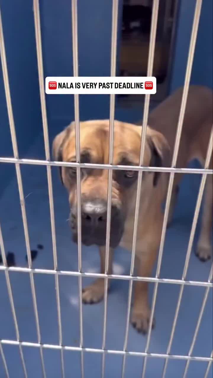 @Cane Corsos