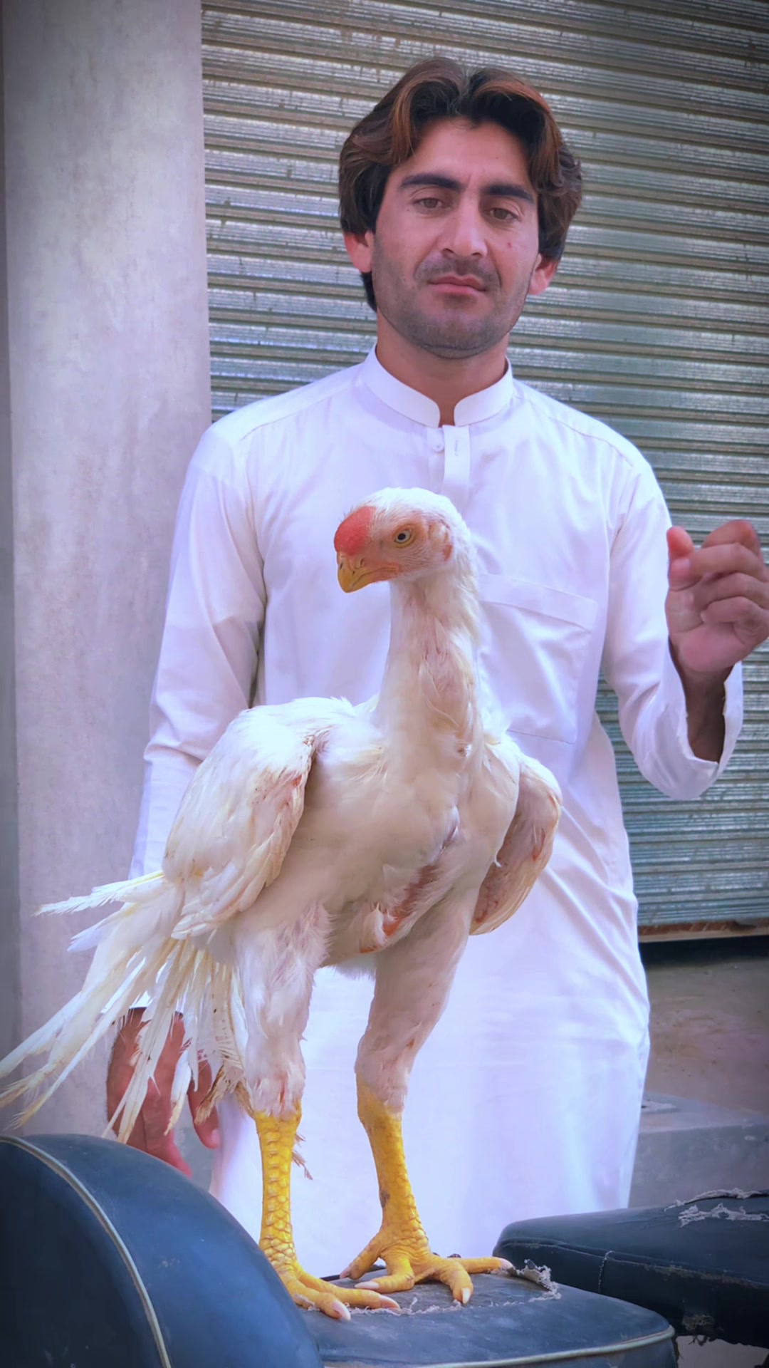 @Birds_Goat