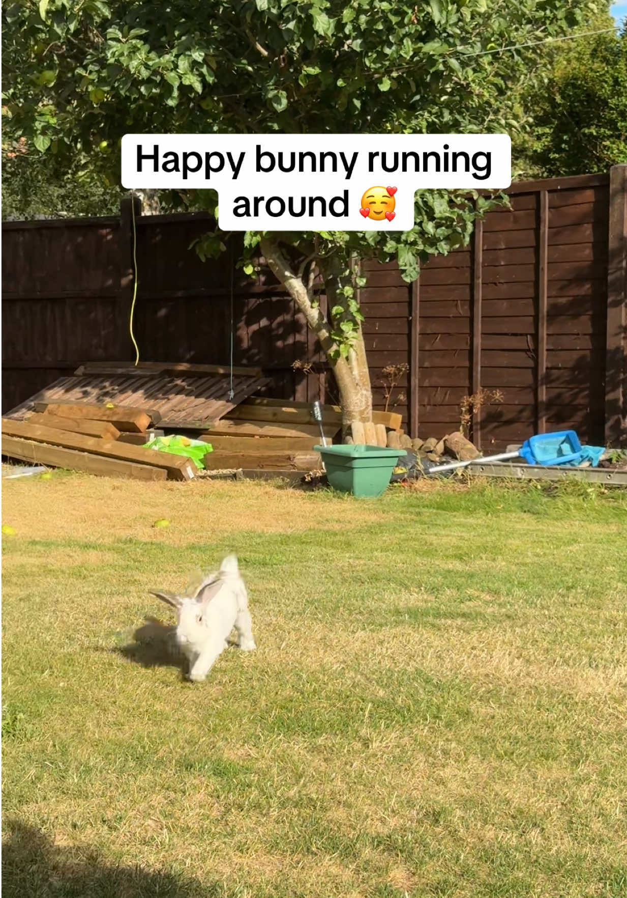 @Bun, two, three, four