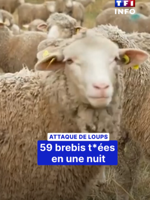 @TF1 INFO