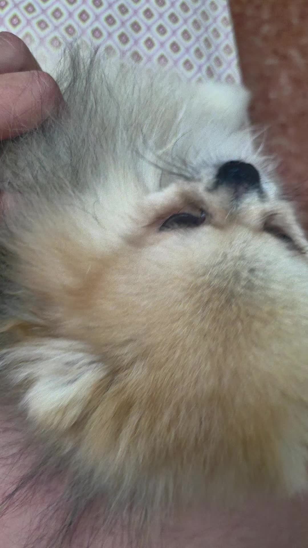 @baloo.the.pom