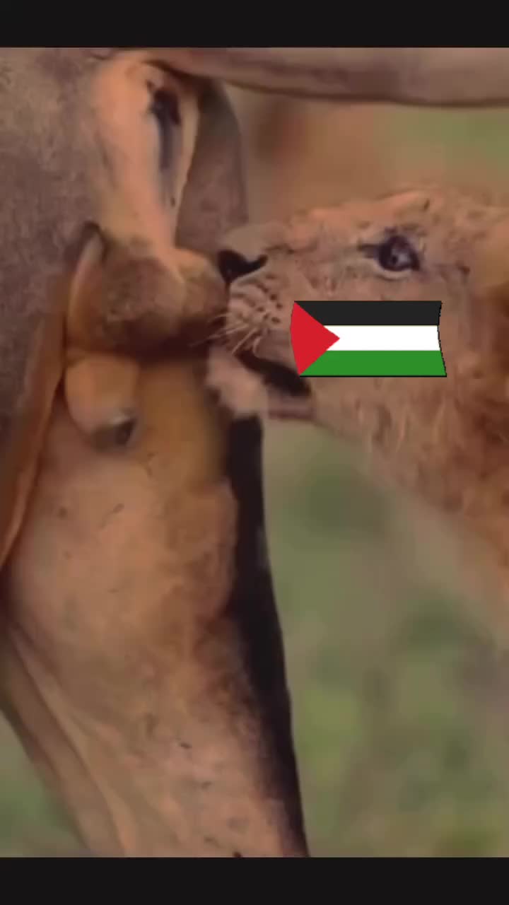 @🦁