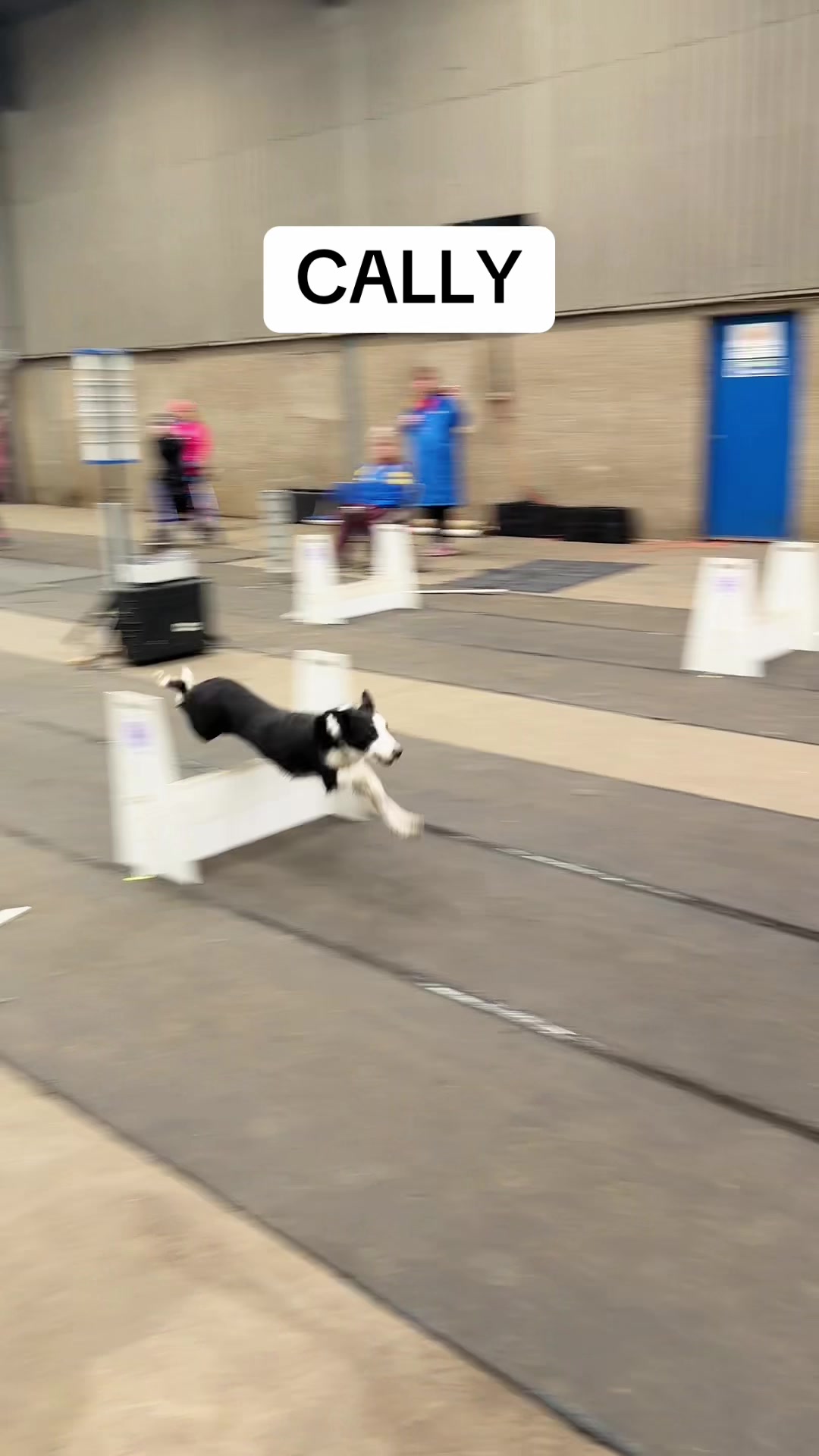 @Pawsitivity Flyball Team