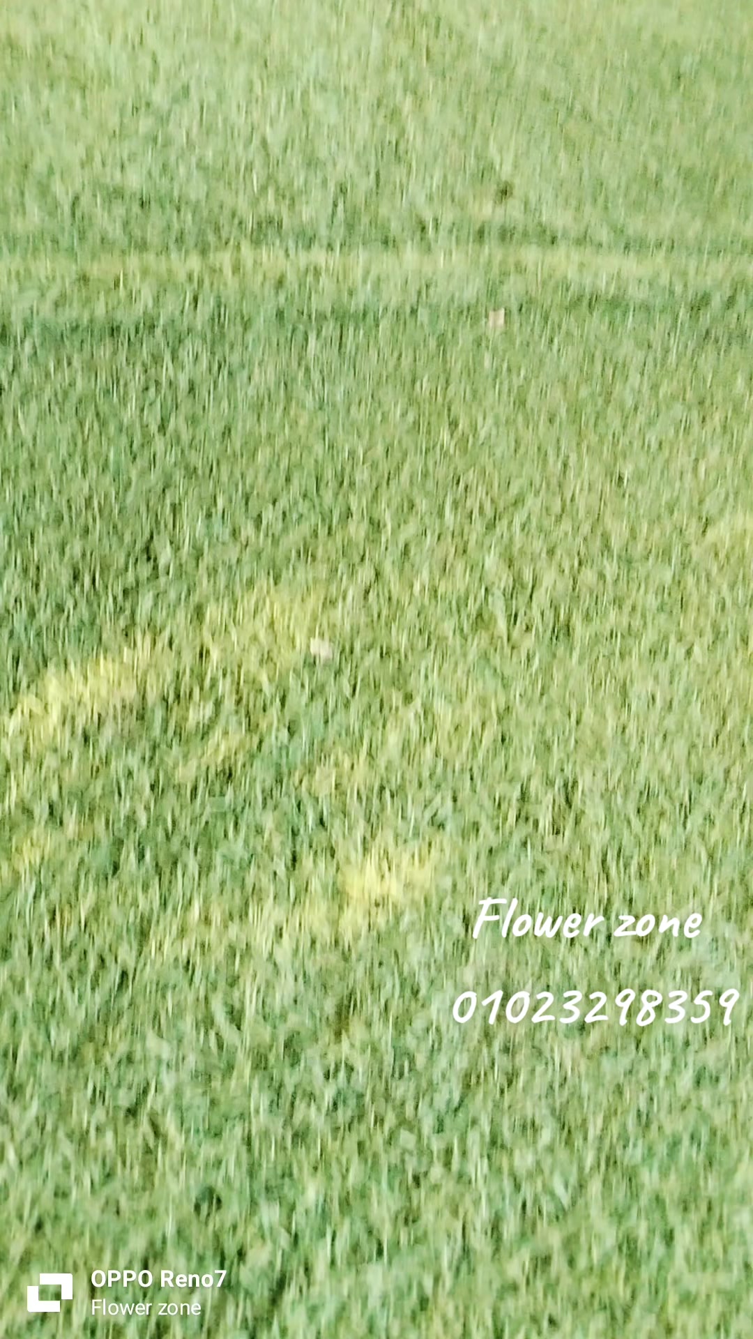 @يا(نور) عينى