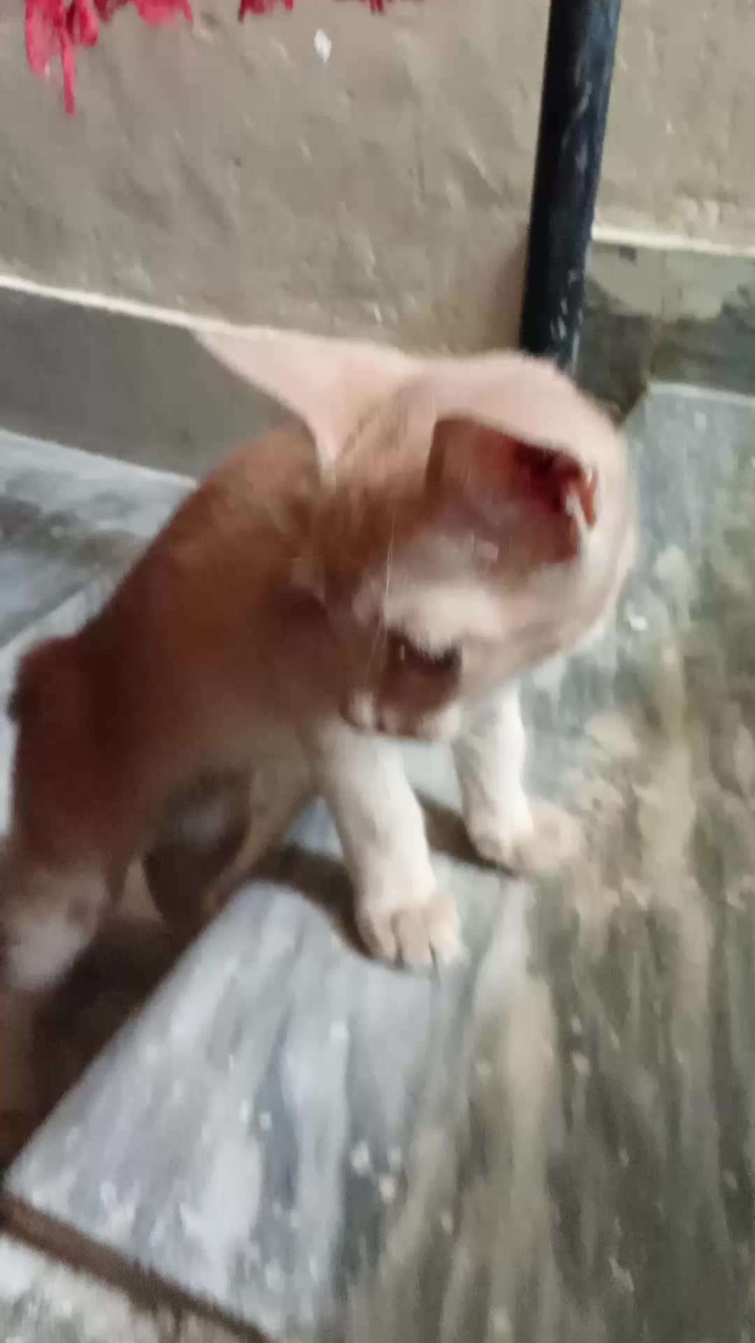 @cutecatlover8172
