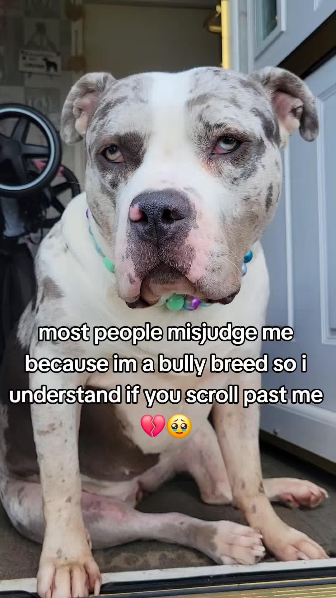 @kirsty+starlight the xl bully