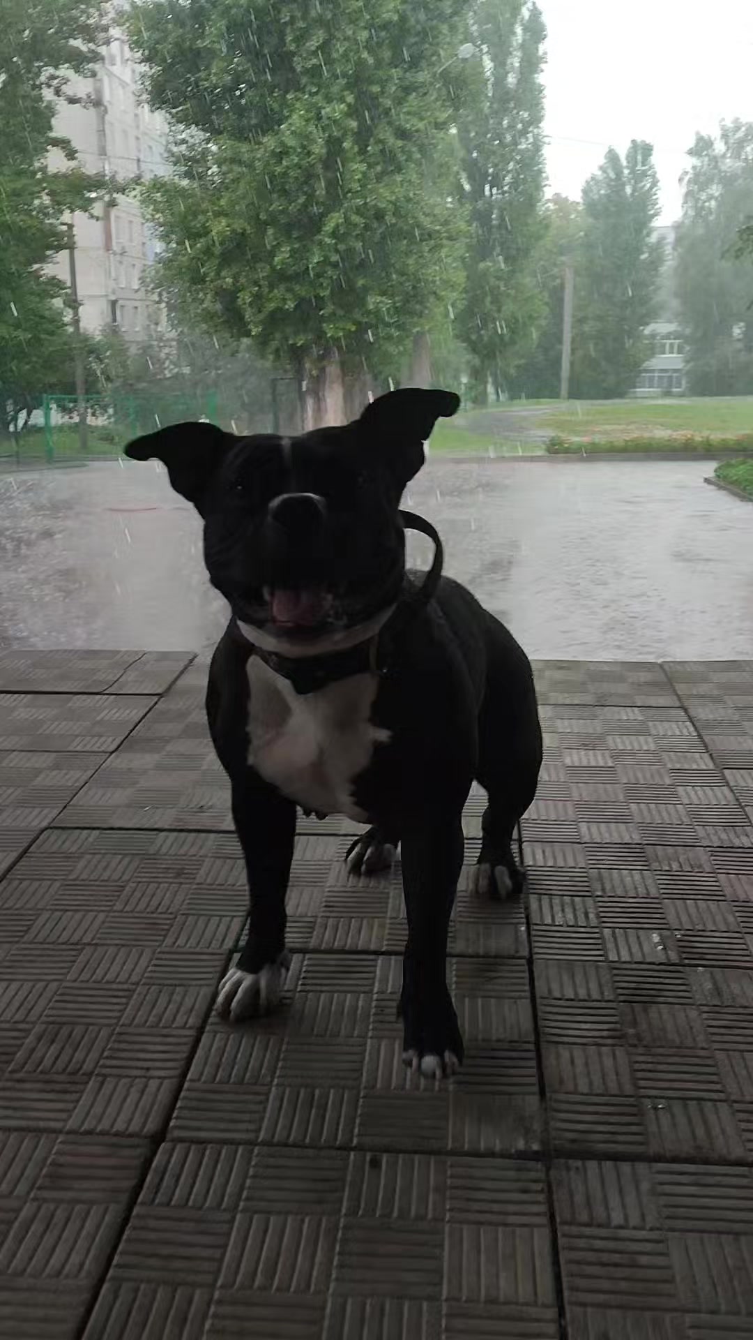 @𝒂𝒎𝒃𝒖𝒍𝒍 𝒅𝒆𝒔𝒔𝒂