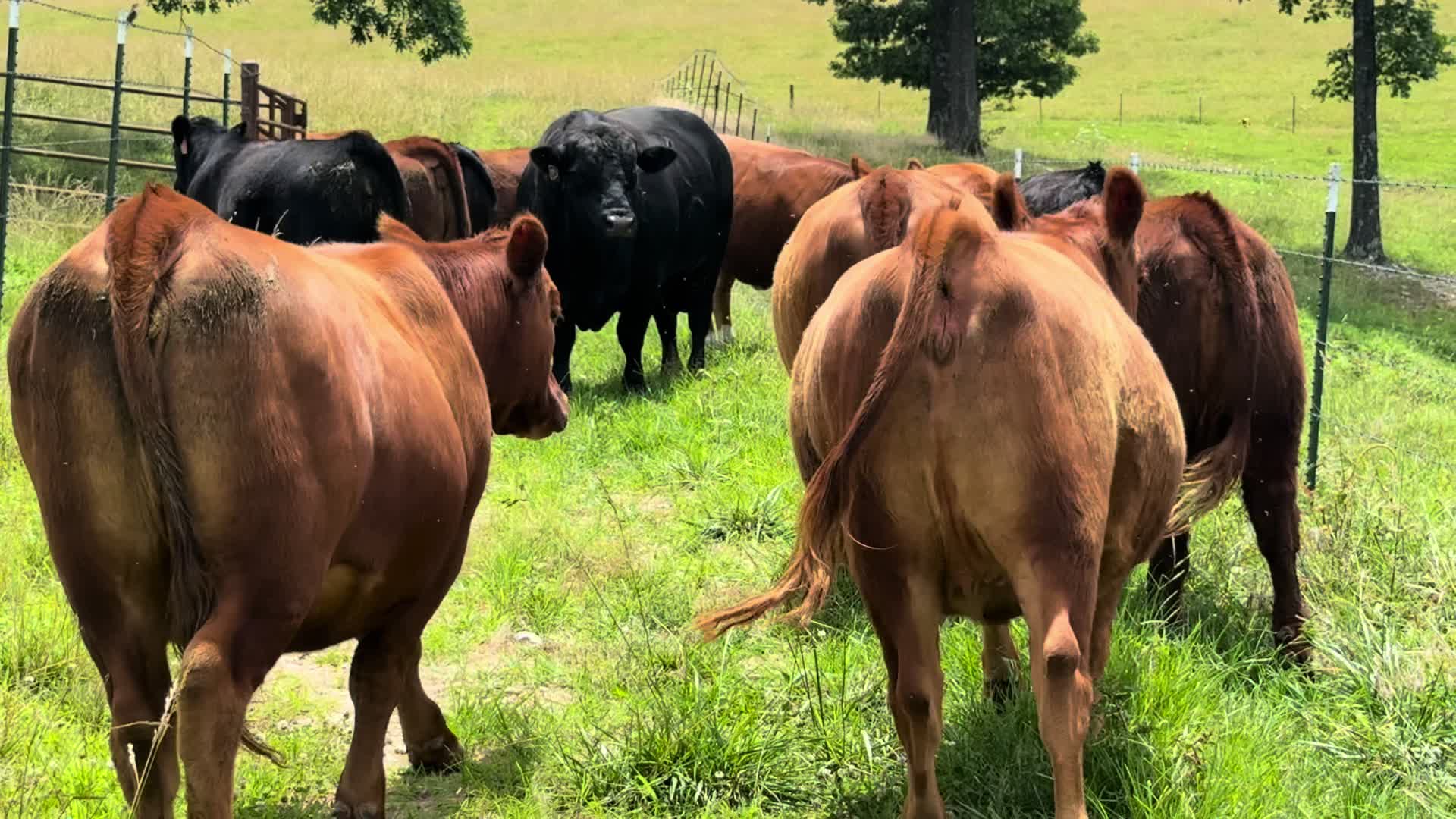 @Massey Land & Cattle