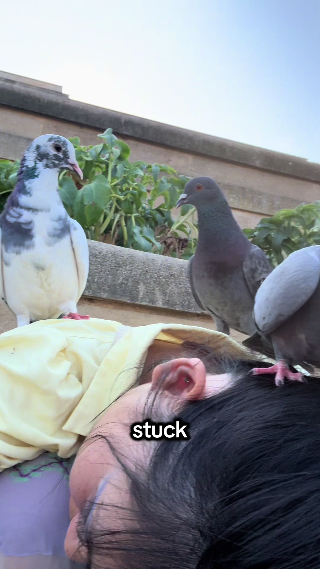 @summer ✶ little winged friends