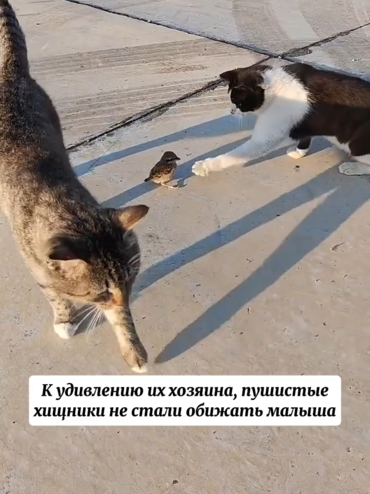 @RescueAnimals Nir