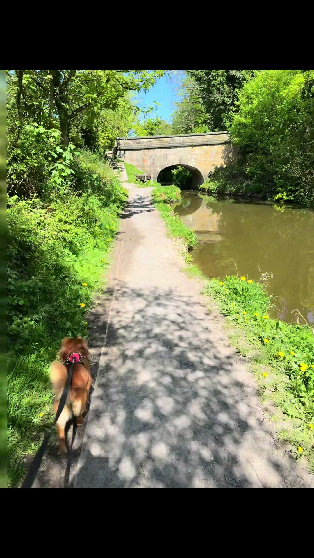 @Emma&rsquo;s Dog Walking