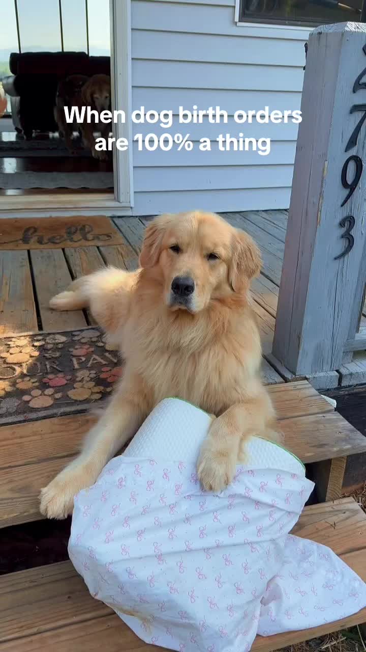 @DogMomisms