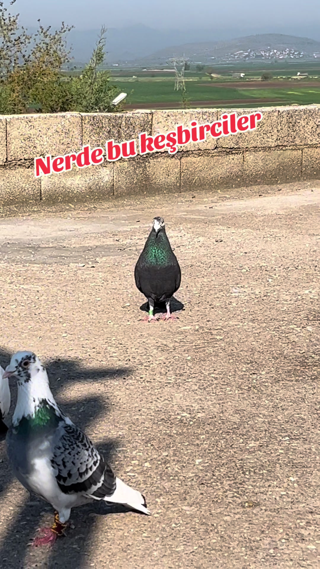 @başkoo♻️