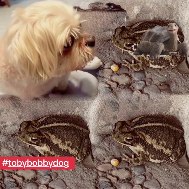 @Tobybobbydog