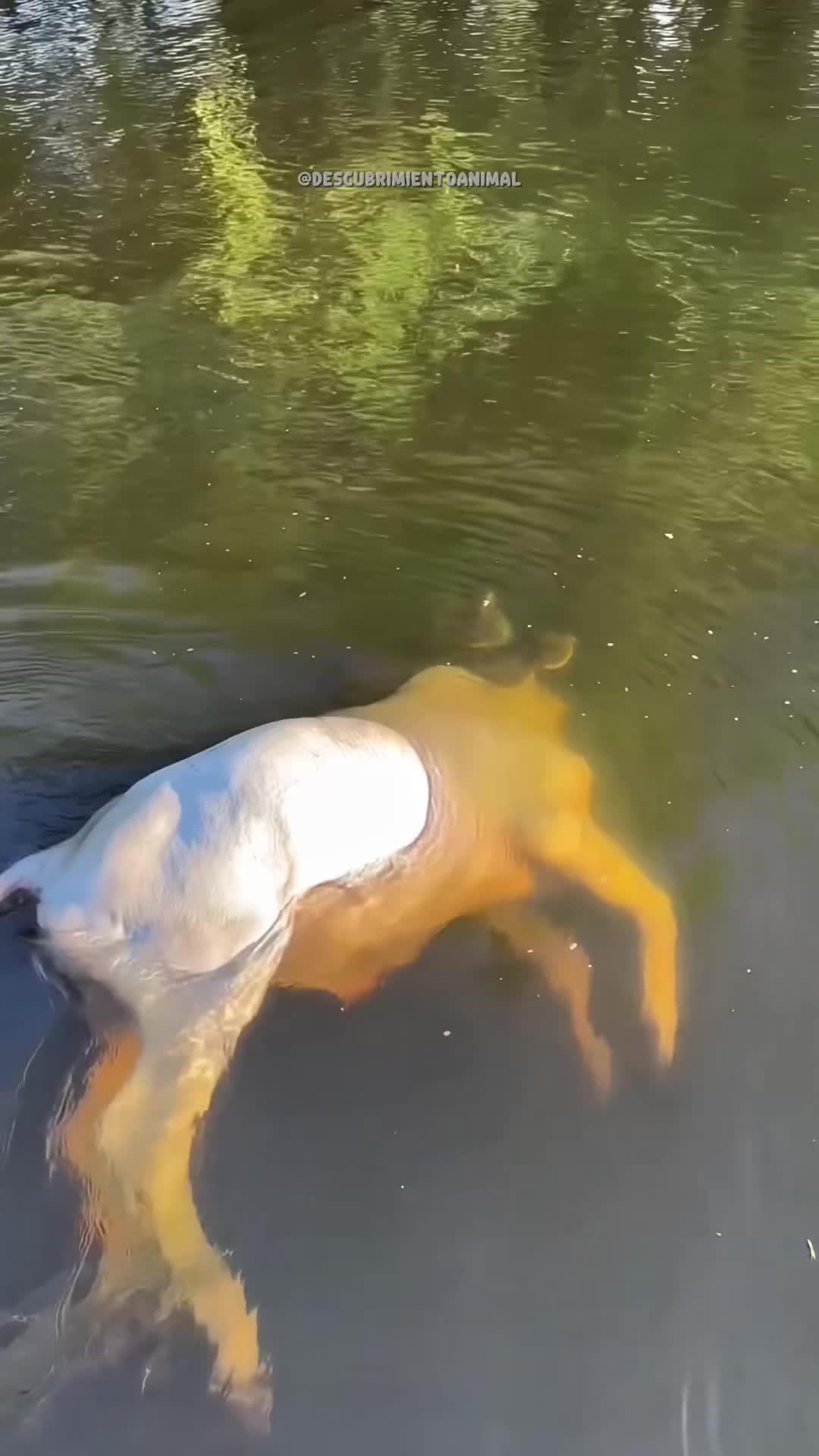 @Descubrimientoanimal