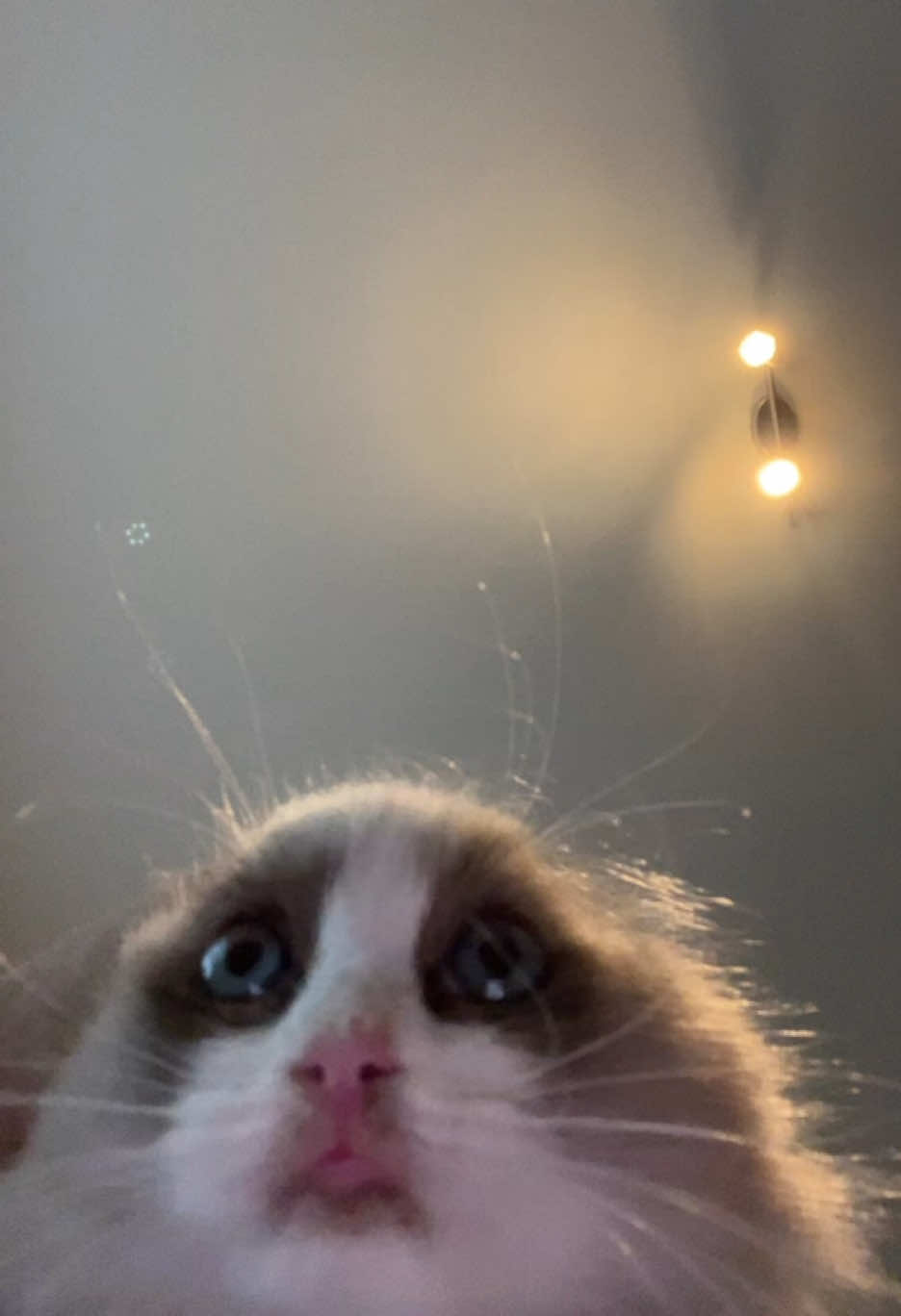 @Cute Ragdolls