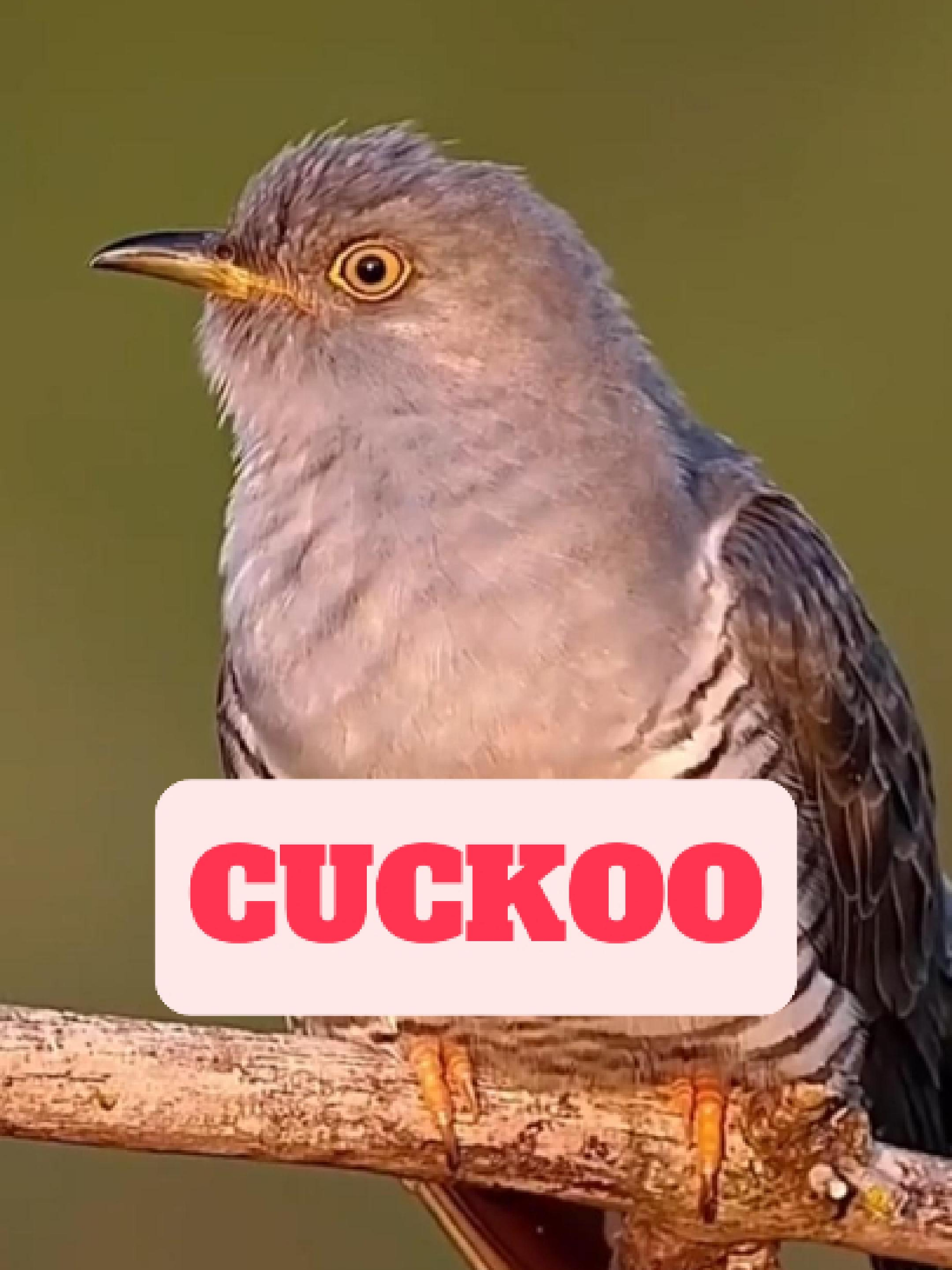 @WildlifeWonderTV Animal Facts