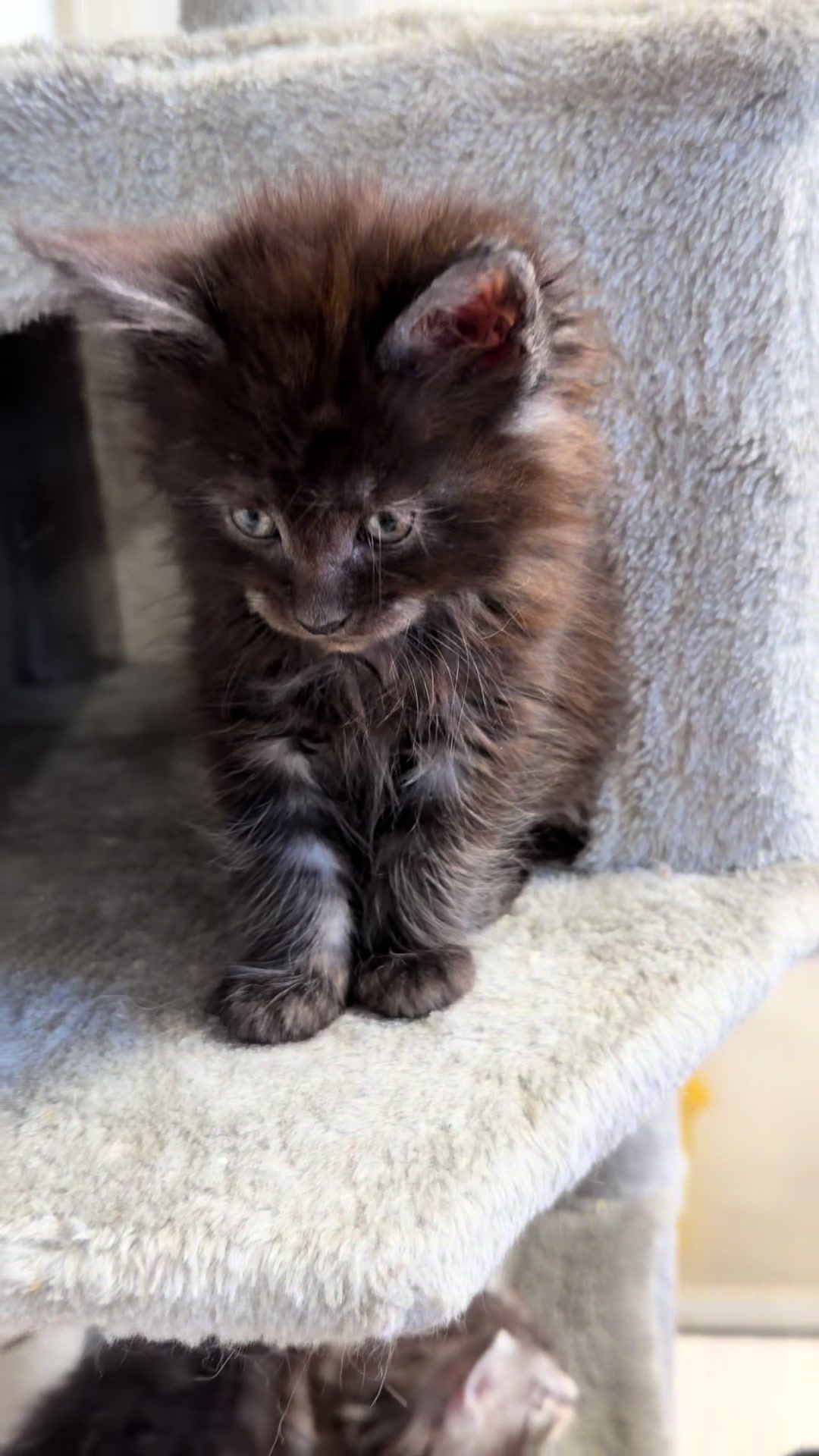 @Maine coon kittens