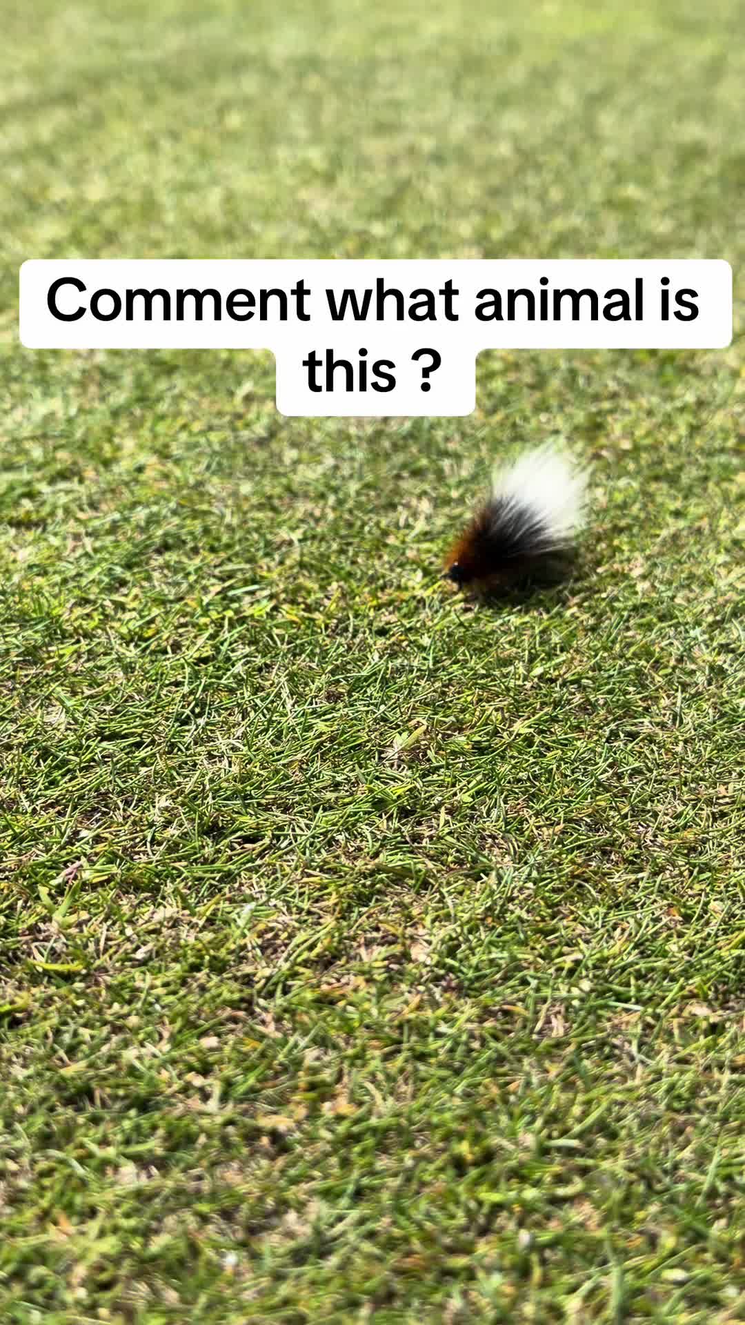 @Littlelinkslegend⛳️