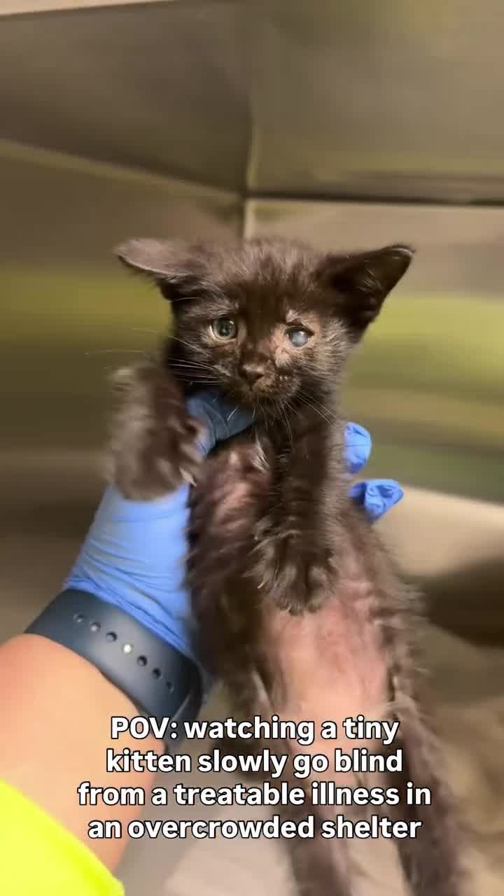 @love for all paws rescue