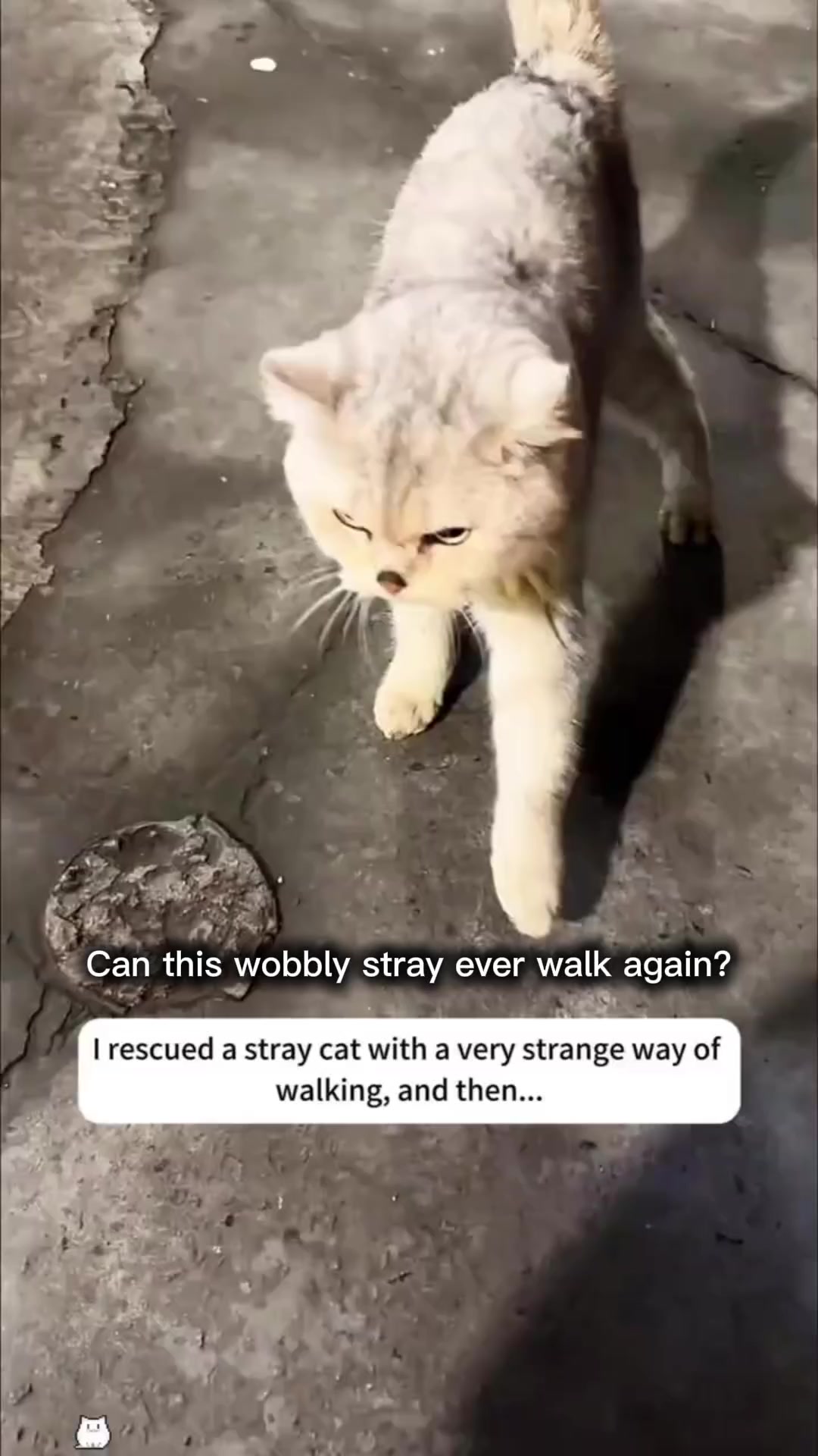 @Rescue Diaries 😻