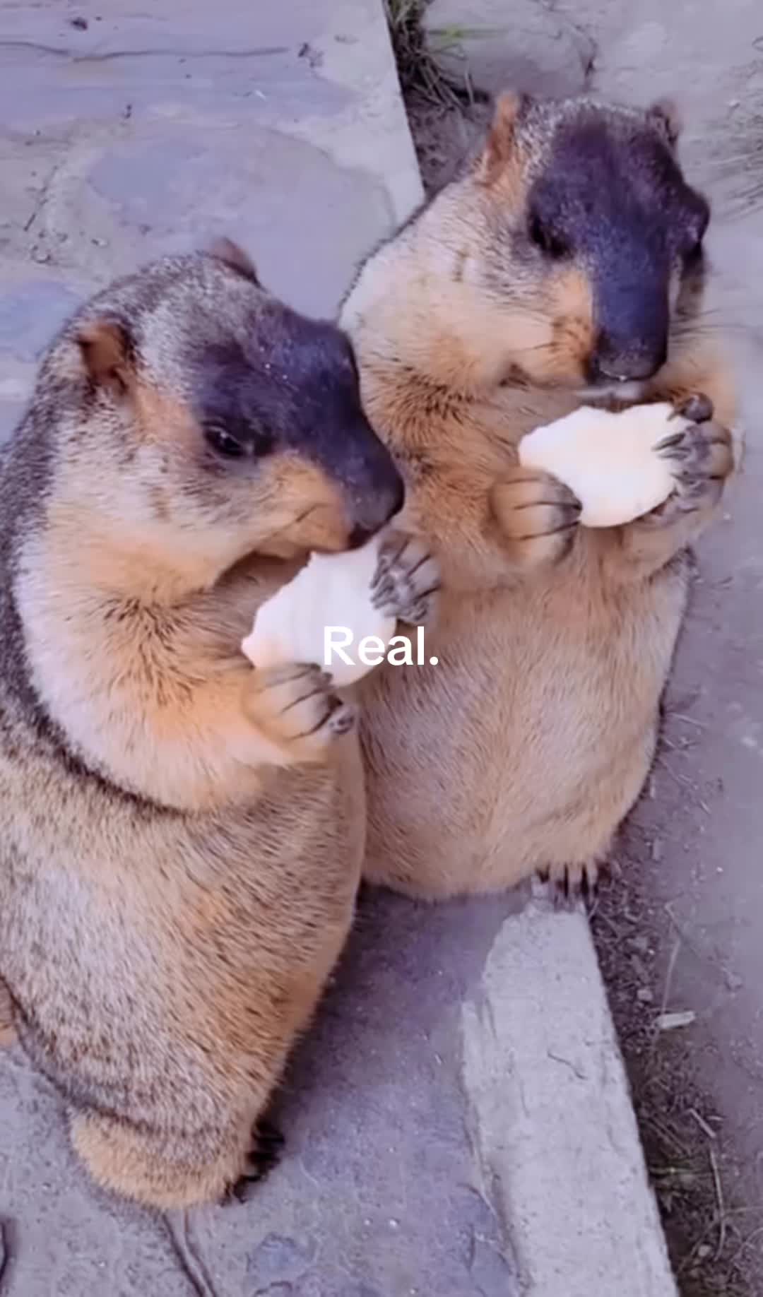 @dailymarmot00