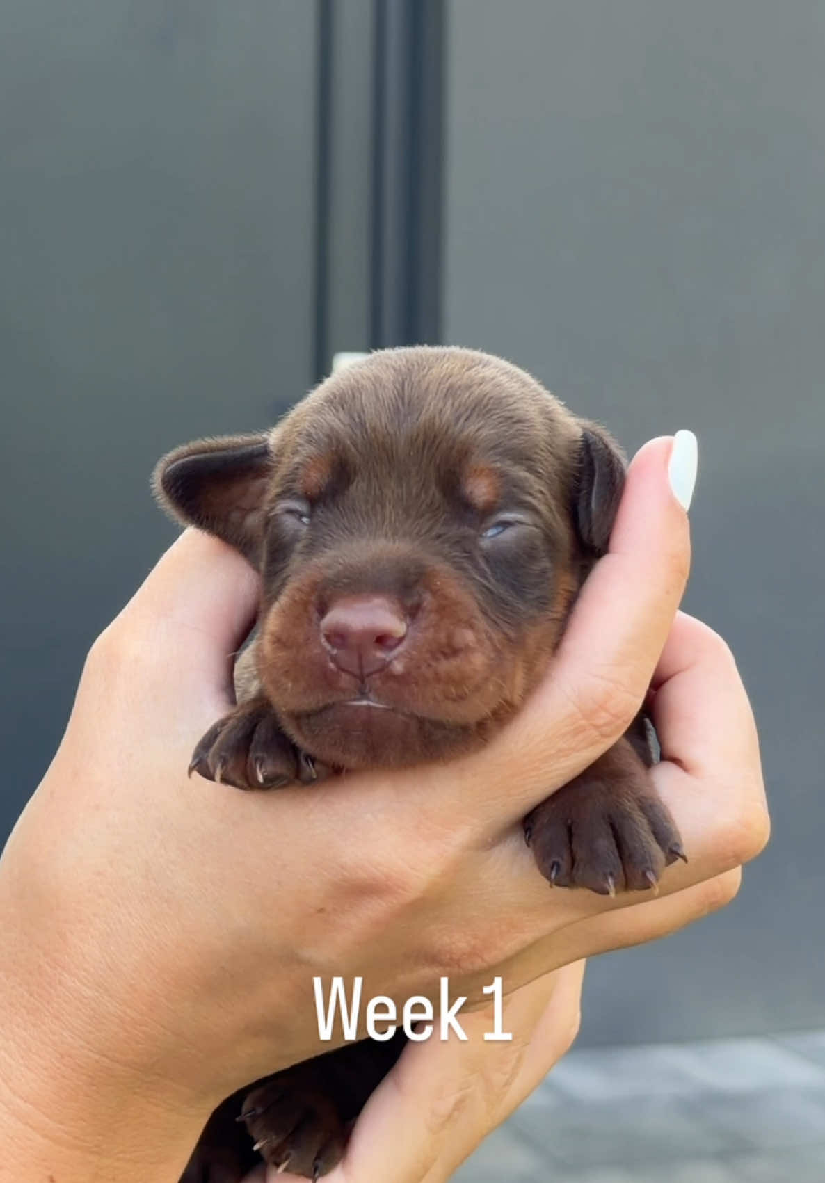 @GRAREVA dobermanns