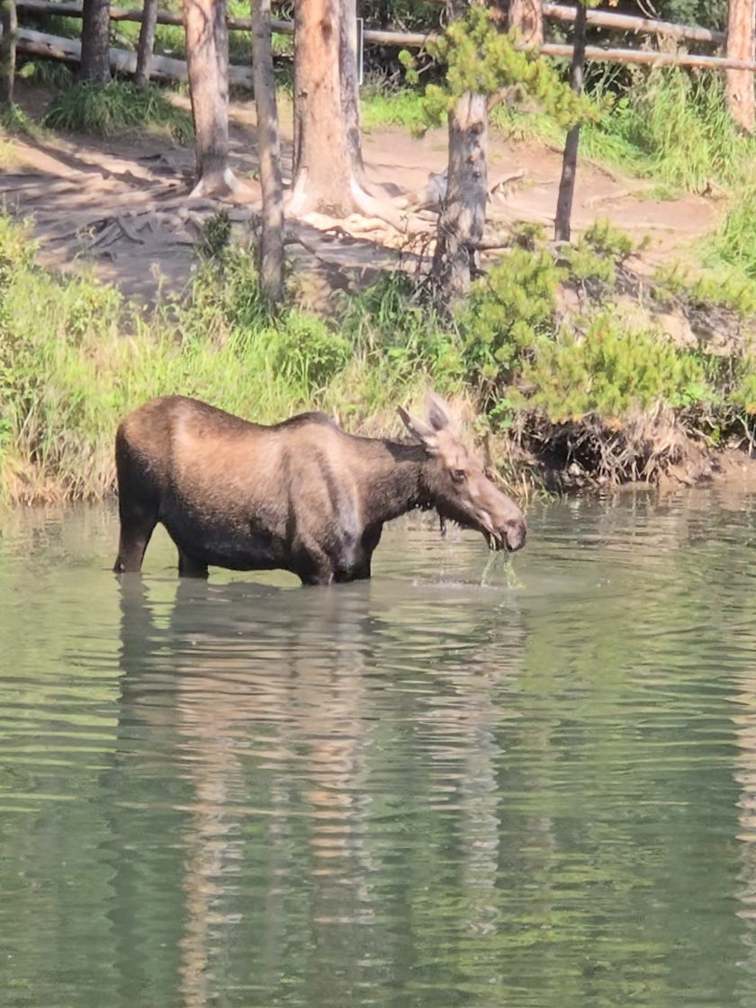 @Banff Trail Running & Wildlife