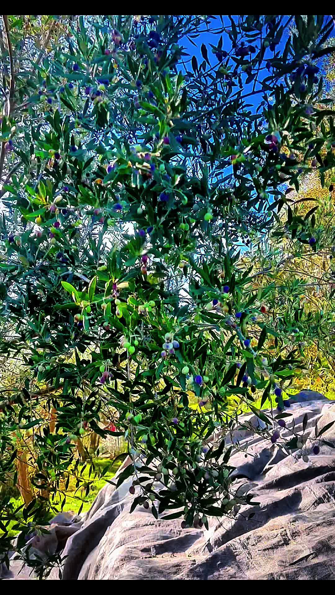 @🌿𝒟𝓇𝓊𝓇𝒾 𝒾 𝒿𝑒𝓉𝑒𝓈🌿