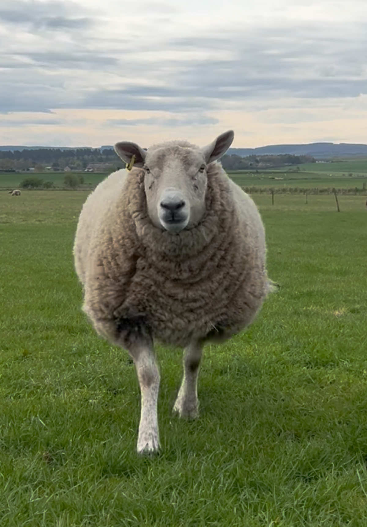 @Annie The Lamb