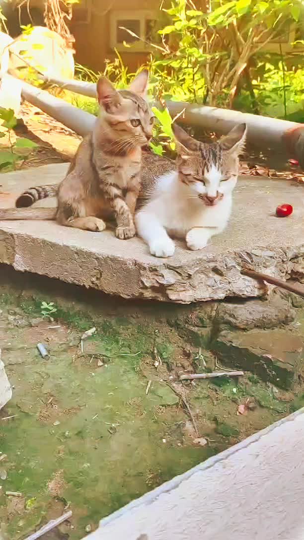 @animal family 0302