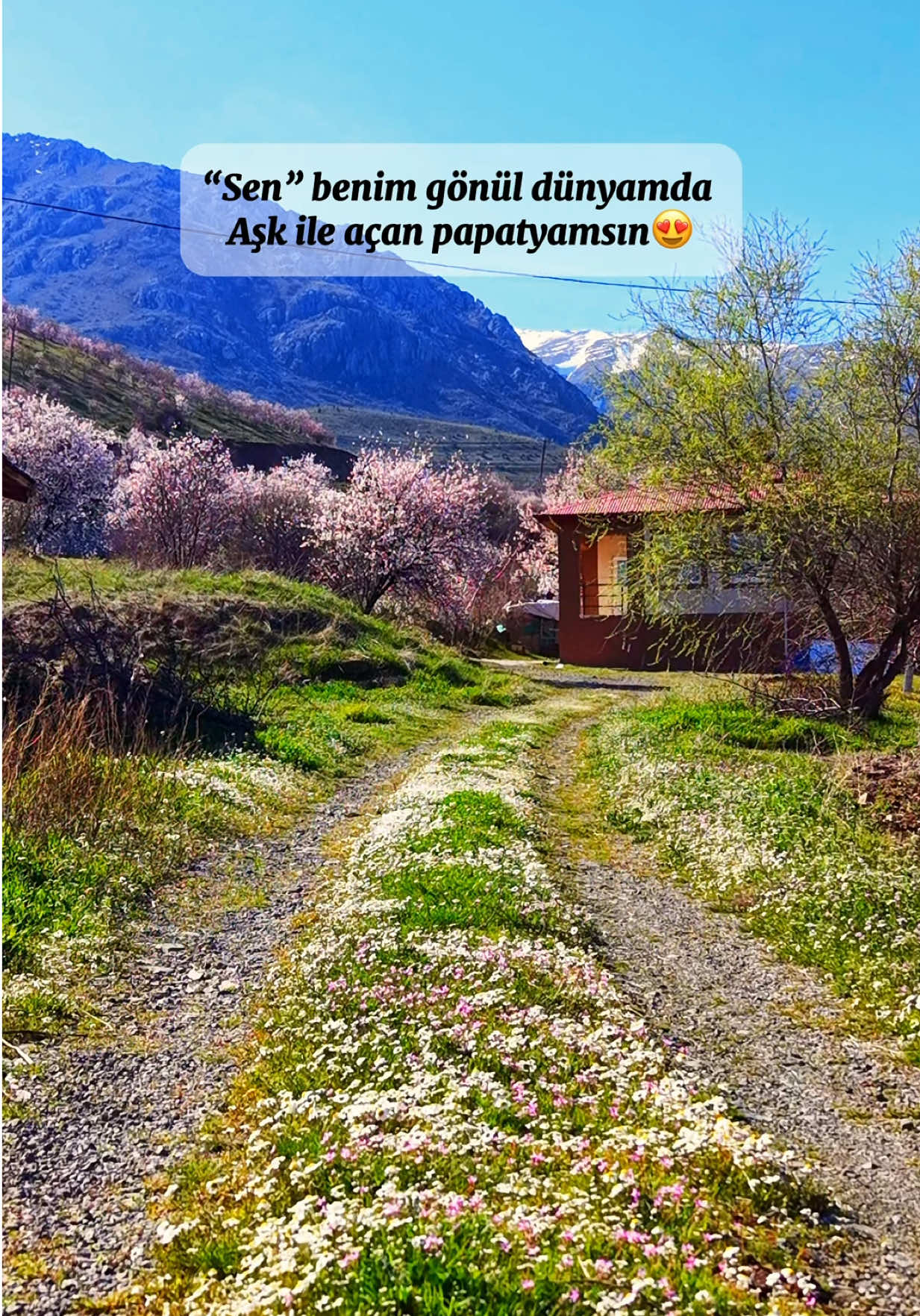 @Elif Meva Demir