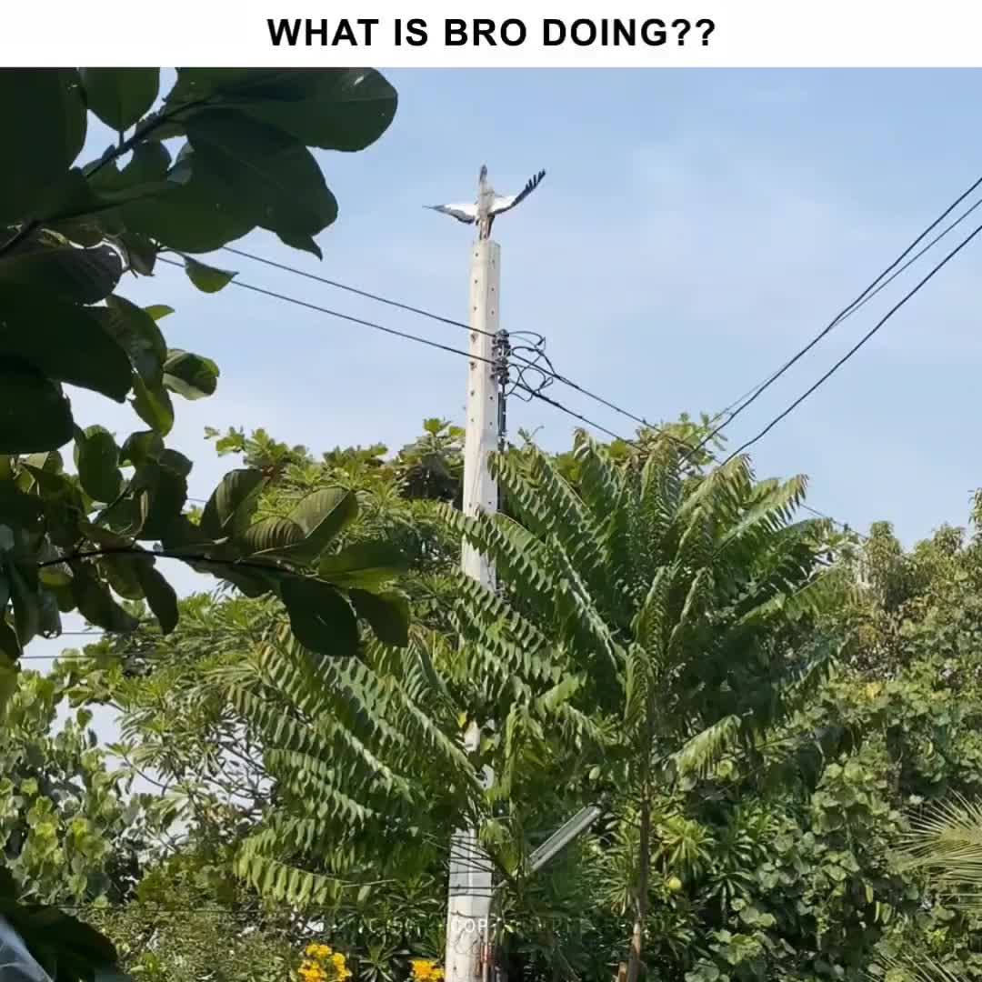 @NITRO