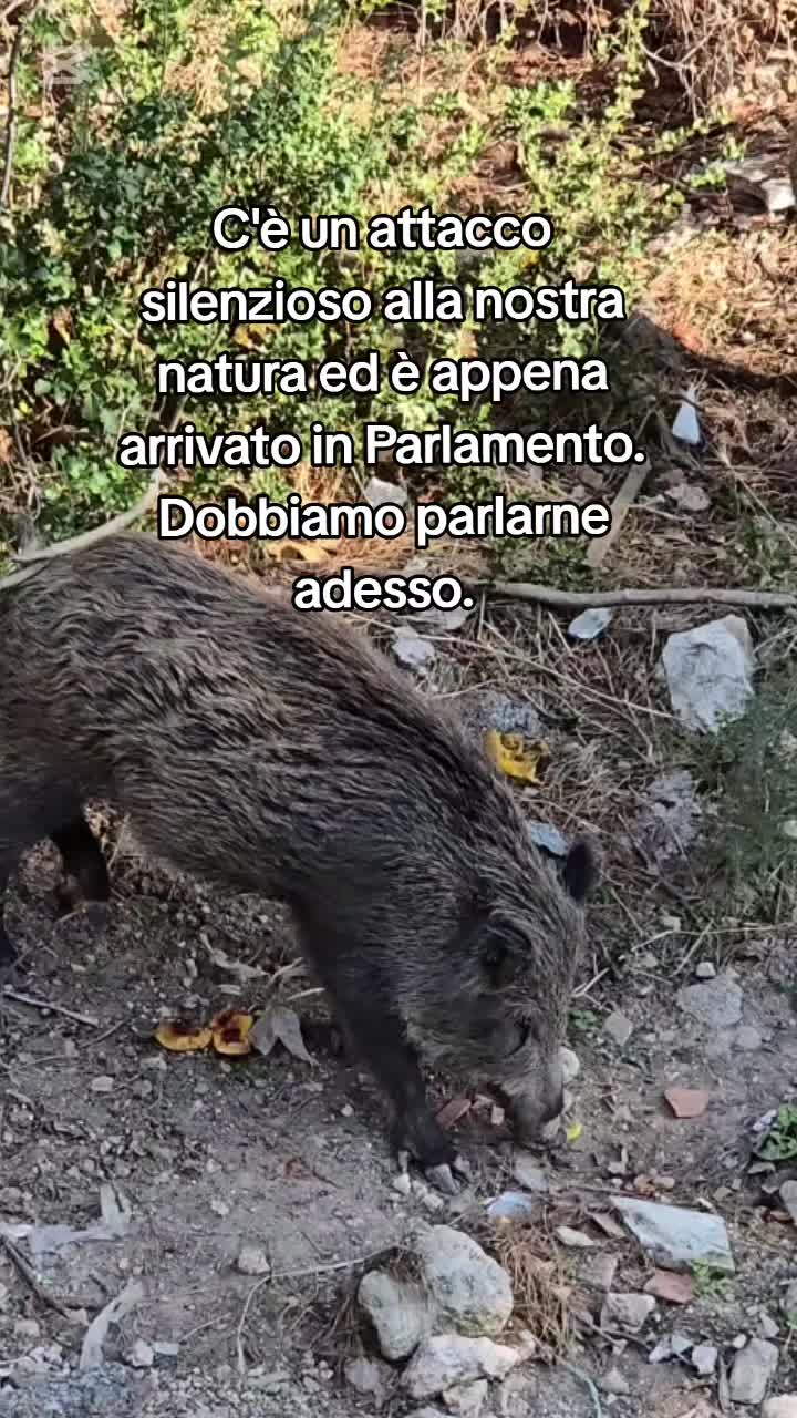 @🐿️ Gabriella 🐻🐺