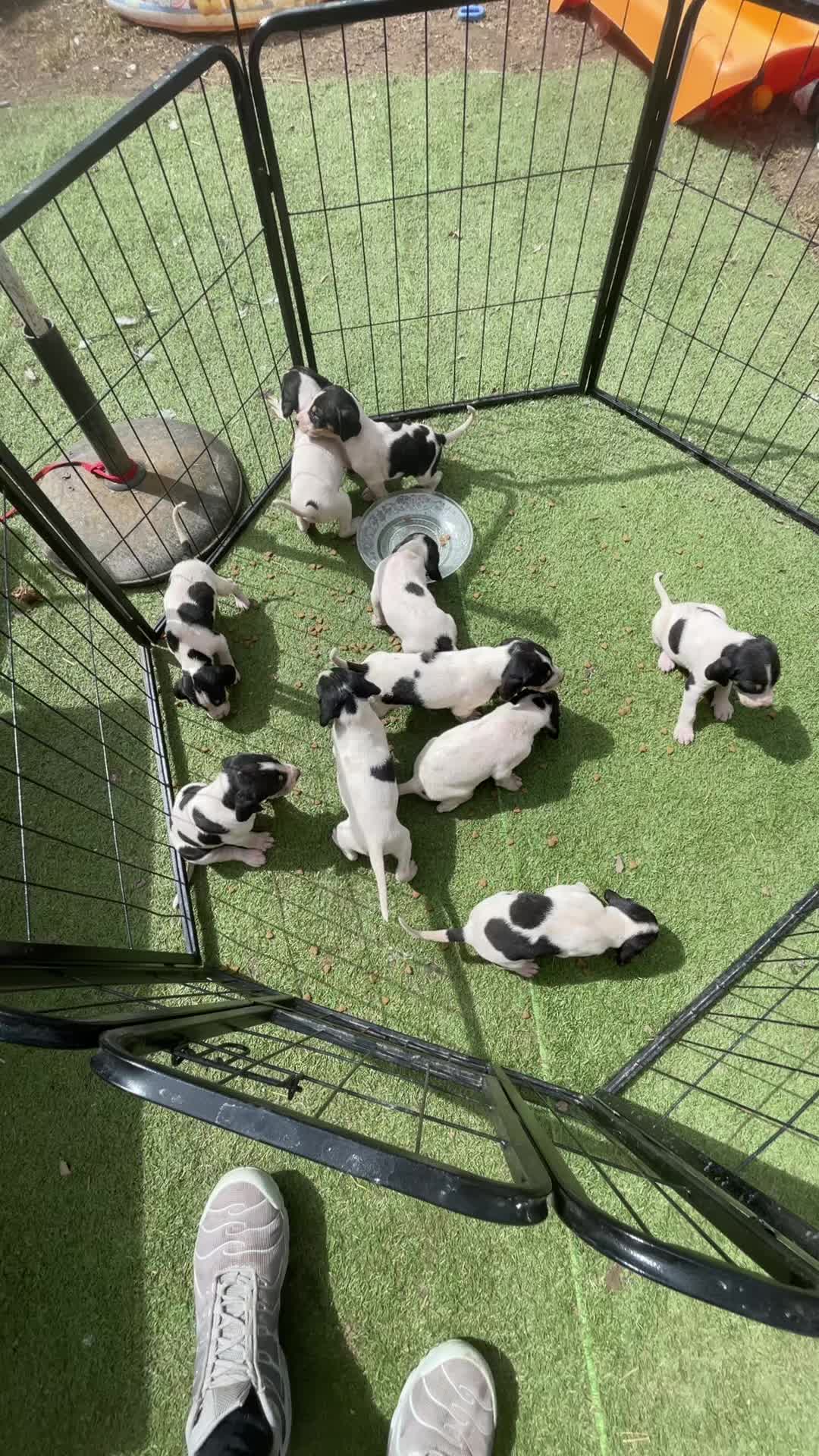 @passion du chien courant