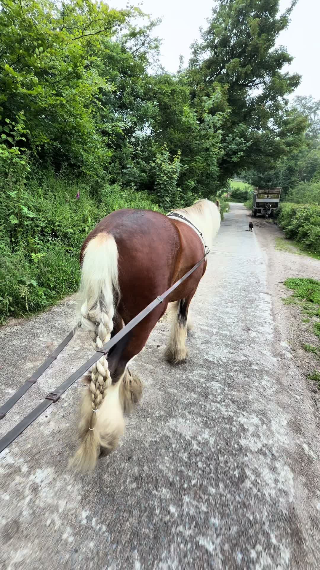 @Dartmoor Carriages