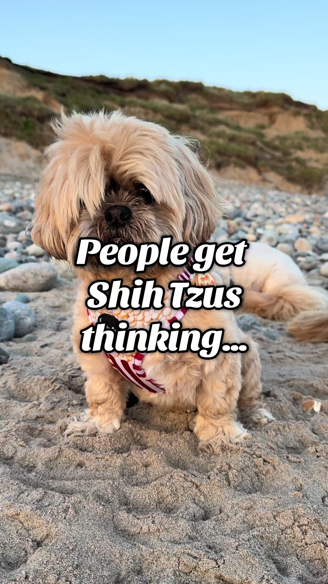 @Blonde & Tzus