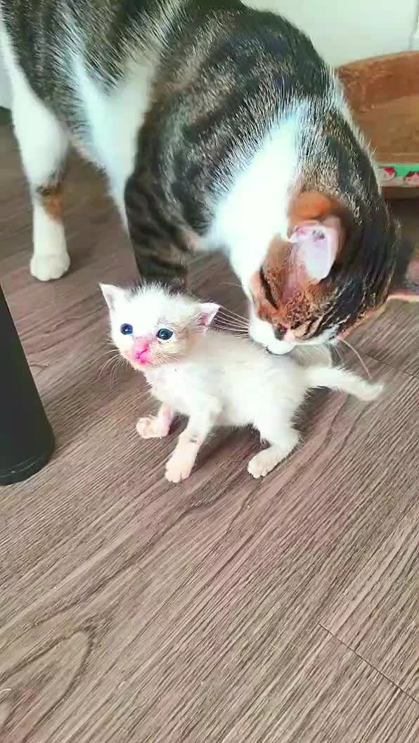 @animal family 0302