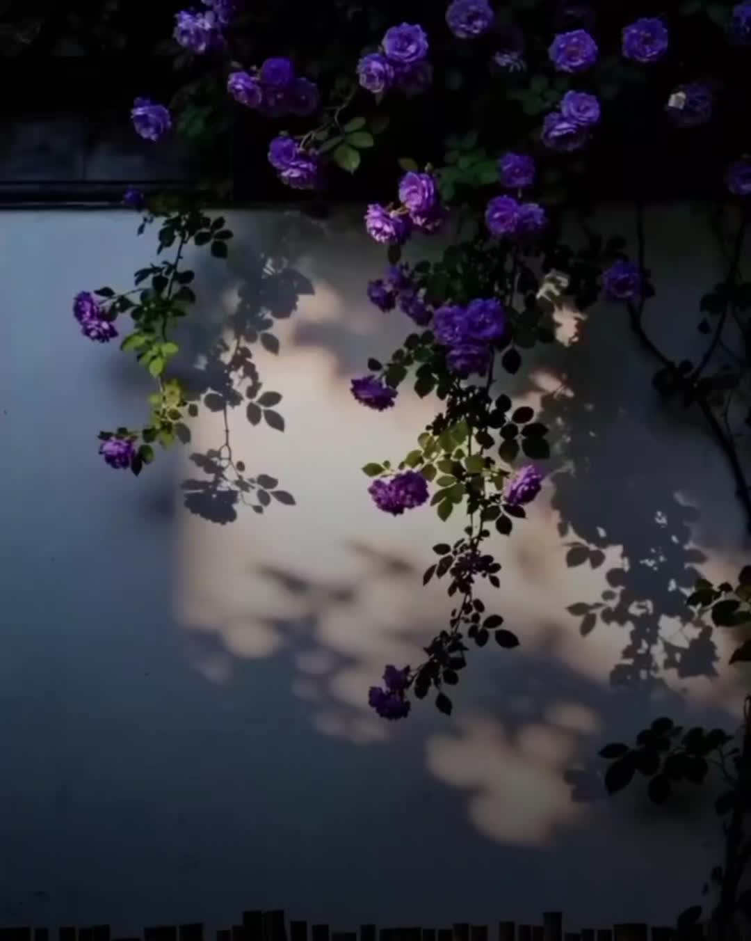 @𝗡𝗶𝗺𝗿𝗮 𝗔𝗲𝘀𝘁𝗵𝗲𝘁𝗶𝗰