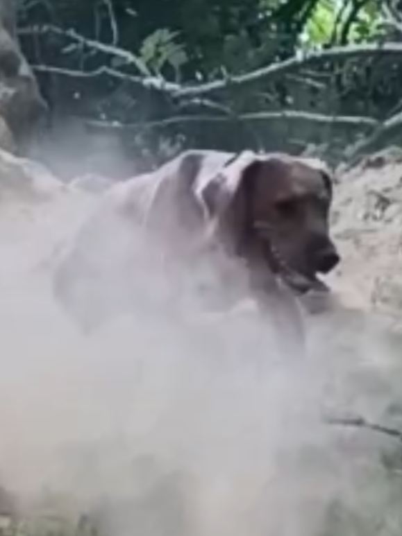 @🐕Mountain Bertie 🐕