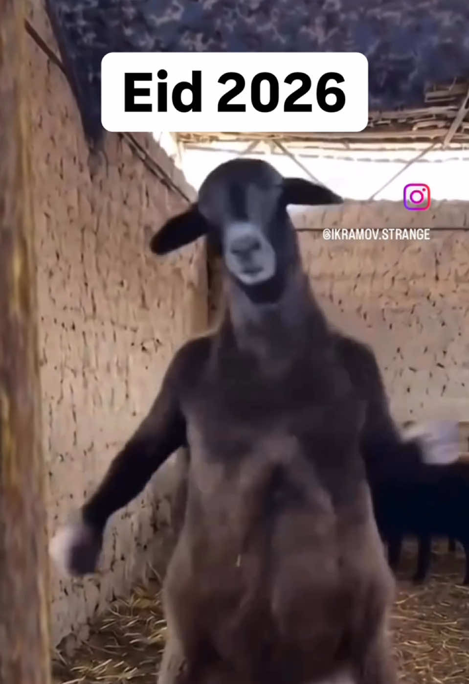 @ashhadkhnx